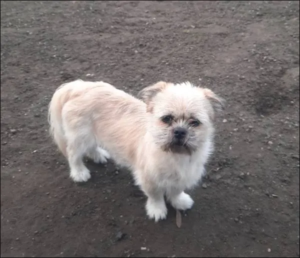 Znaleziono psa, Grudziądz, 17 marca 2024