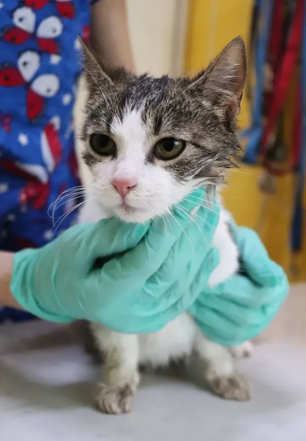 Znaleziono kota, Łódź, 6 kwietnia 2024 (2/4)