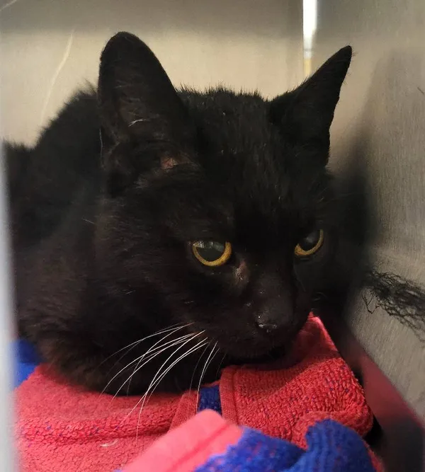 Znaleziono kota, Łódź, 5 kwietnia 2024 (1/5)