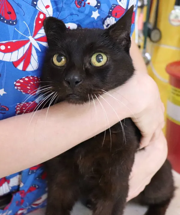 Znaleziono kota, Łódź, 5 kwietnia 2024 (3/5)