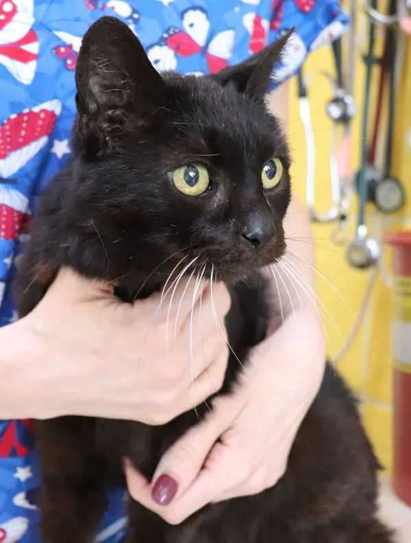 Znaleziono kota, Łódź, 5 kwietnia 2024 (4/5)