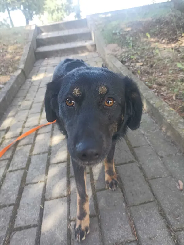 Pies do adopcji, Chojnice, 19 marca 2024 (2/5)