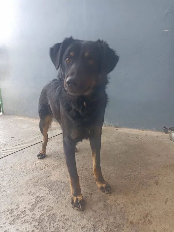 Pies do adopcji, Chojnice, 19 marca 2024 (3/5)