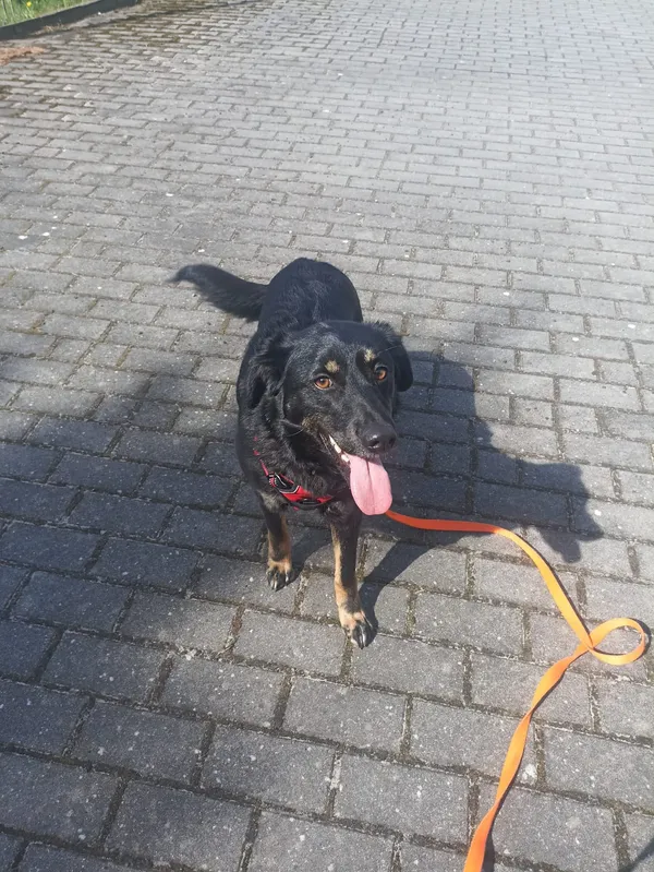 Pies do adopcji, Chojnice, 19 marca 2024 (5/5)