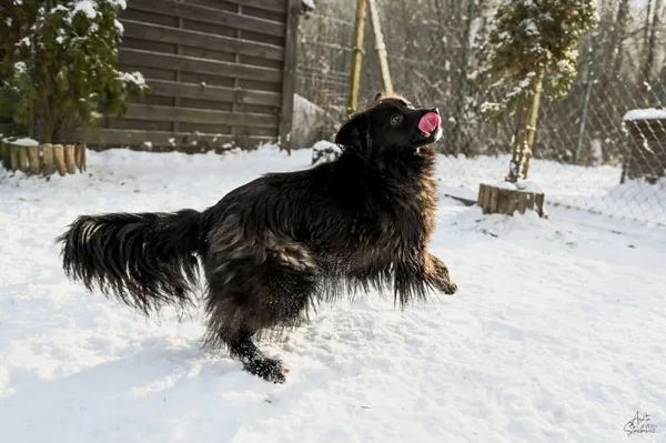 Pies do adopcji, Chojnice, 26 stycznia 2023 (4/4)