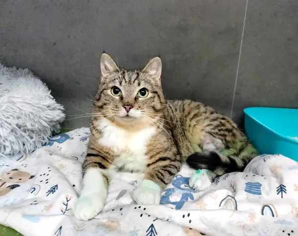 Kot do adopcji, Chojnice, 19 marca 2024 (2/4)