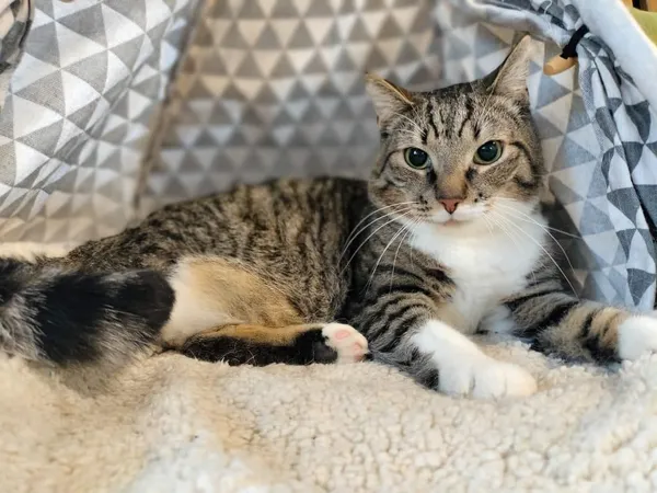 Kot do adopcji, Chojnice, 19 marca 2024 (4/4)