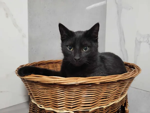 Kot do adopcji, Chojnice, 11 września 2023 (1/4)