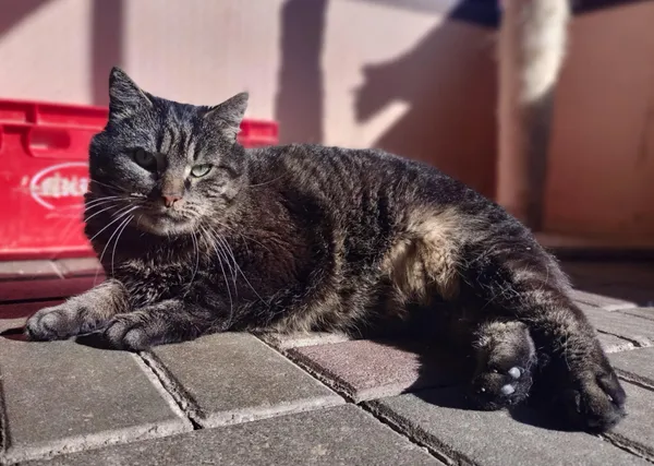 Kot do adopcji, Chojnice, 2 sierpnia 2023 (1/4)