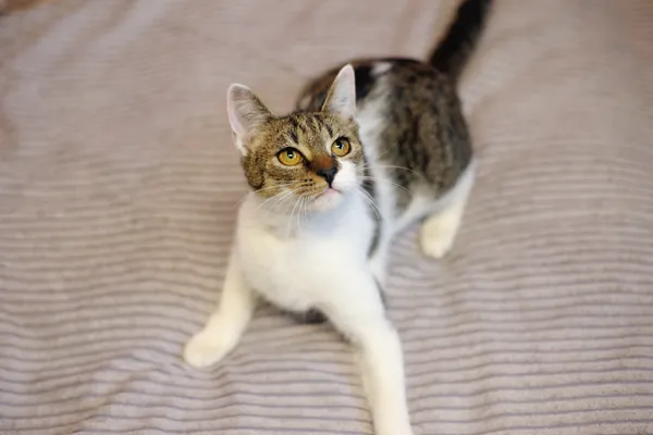 Znaleziono kota, Sosnowiec, 5 kwietnia 2024 (2/5)