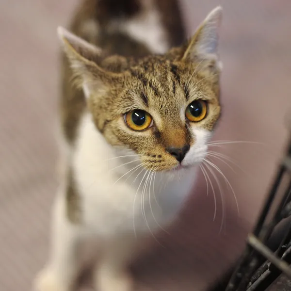 Znaleziono kota, Sosnowiec, 5 kwietnia 2024 (5/5)