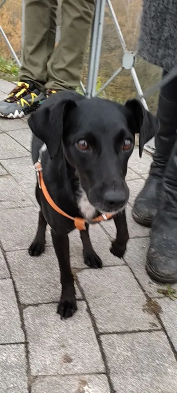 Zaginął pies, Łódź, 6 kwietnia 2024