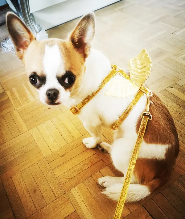 Zaginął pies, Łódź, 6 kwietnia 2024