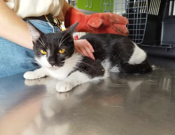 Znaleziono kota, Świdnica, 5 kwietnia 2024