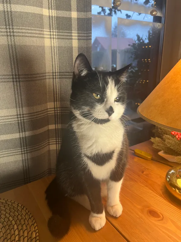 Zaginął kot, Gdańsk, Owczarnia, 6 kwietnia 2024 (3/3)