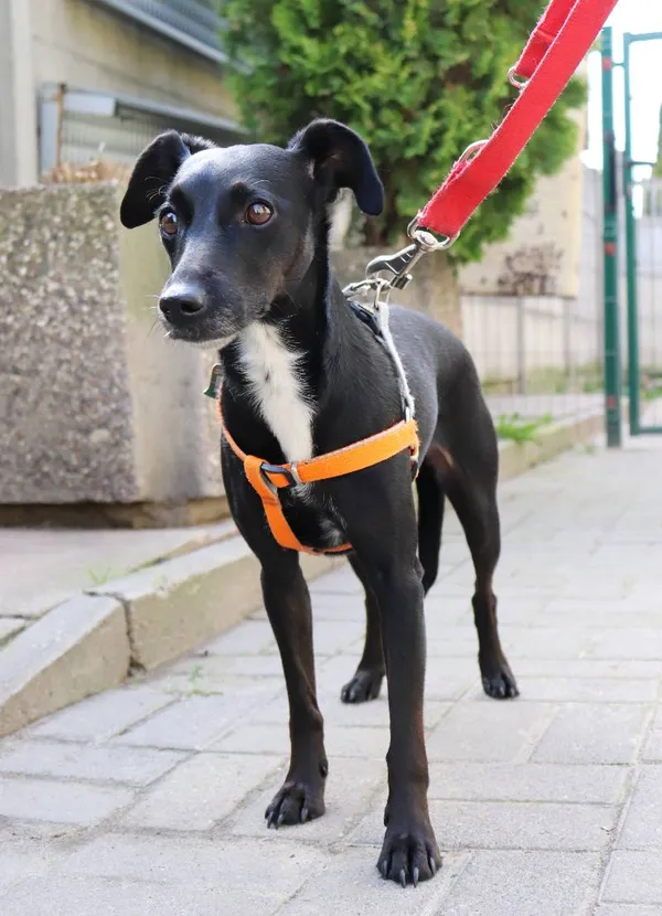 Znaleziono psa, Łódź, 6 kwietnia 2024 (1/4)