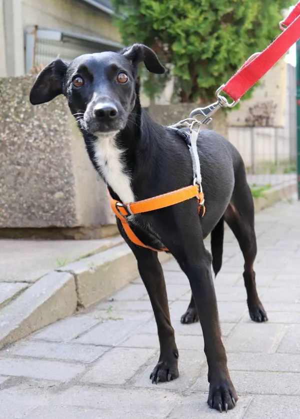 Znaleziono psa, Łódź, 6 kwietnia 2024 (2/4)