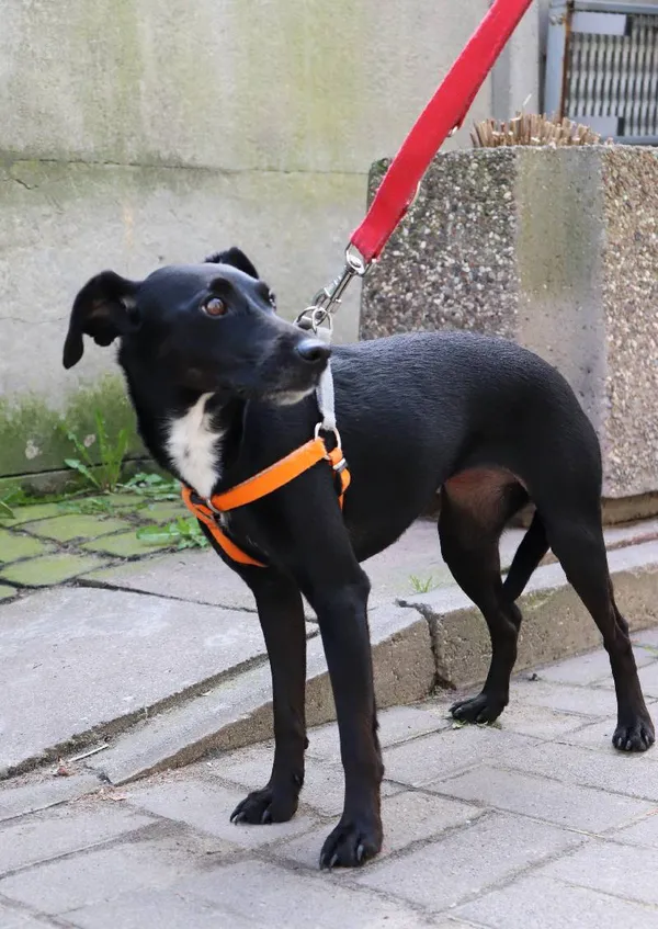 Znaleziono psa, Łódź, 6 kwietnia 2024 (3/4)