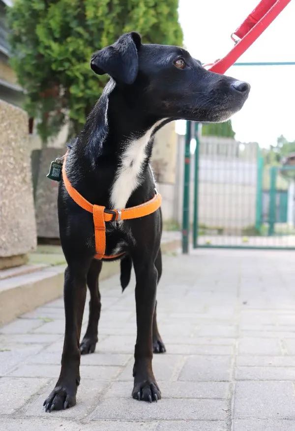 Znaleziono psa, Łódź, 6 kwietnia 2024 (4/4)