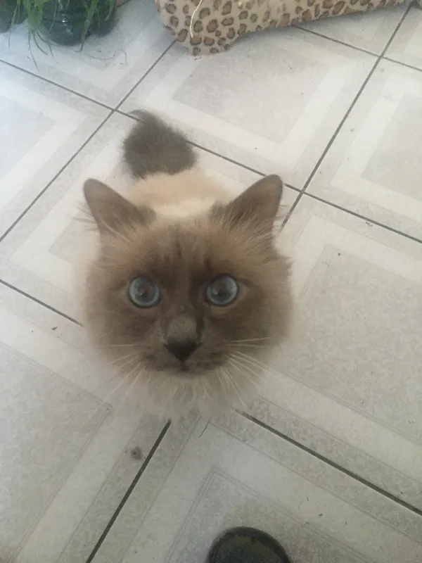 Zaginął kot, Wrocław, Powstańców Śląskich, 7 kwietnia 2024 (2/2)