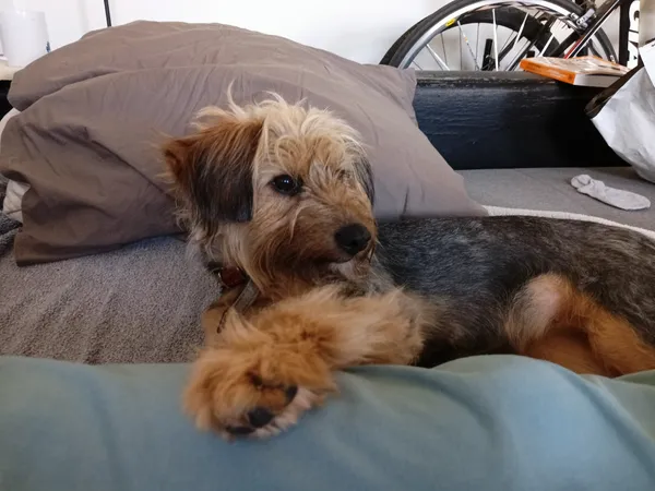 Znaleziono psa, Katowice, Dąb, 7 kwietnia 2024 (1/3)