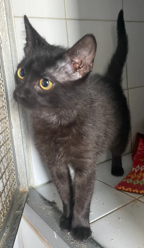 Znaleziono kota, Lublin, 3 kwietnia 2024