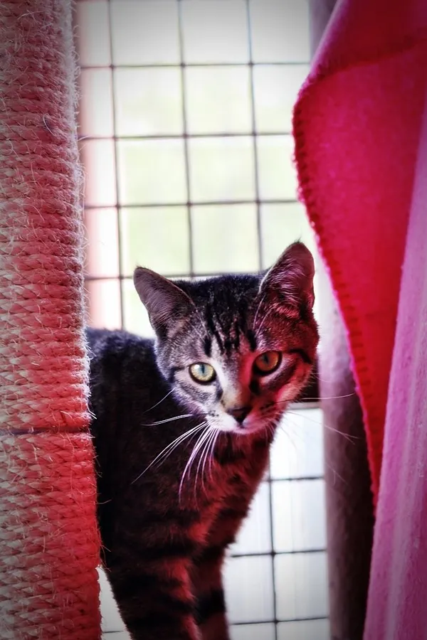 Kot do adopcji, Dłużyna Górna, 7 kwietnia 2024 (1/5)