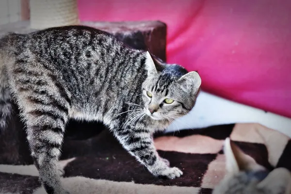 Kot do adopcji, Dłużyna Górna, 7 kwietnia 2024 (2/5)