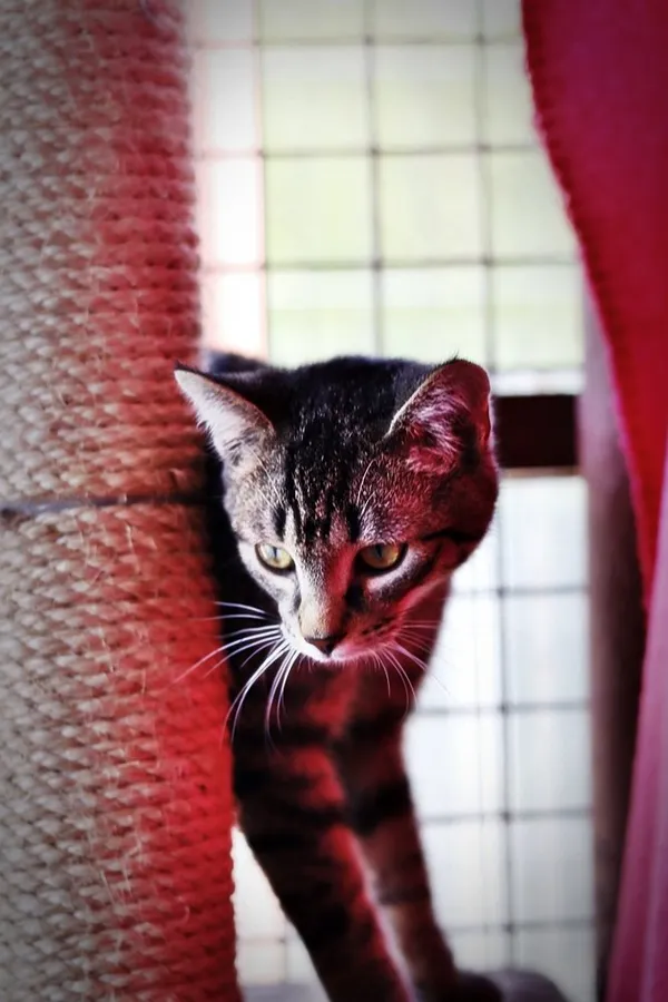 Kot do adopcji, Dłużyna Górna, 7 kwietnia 2024 (4/5)