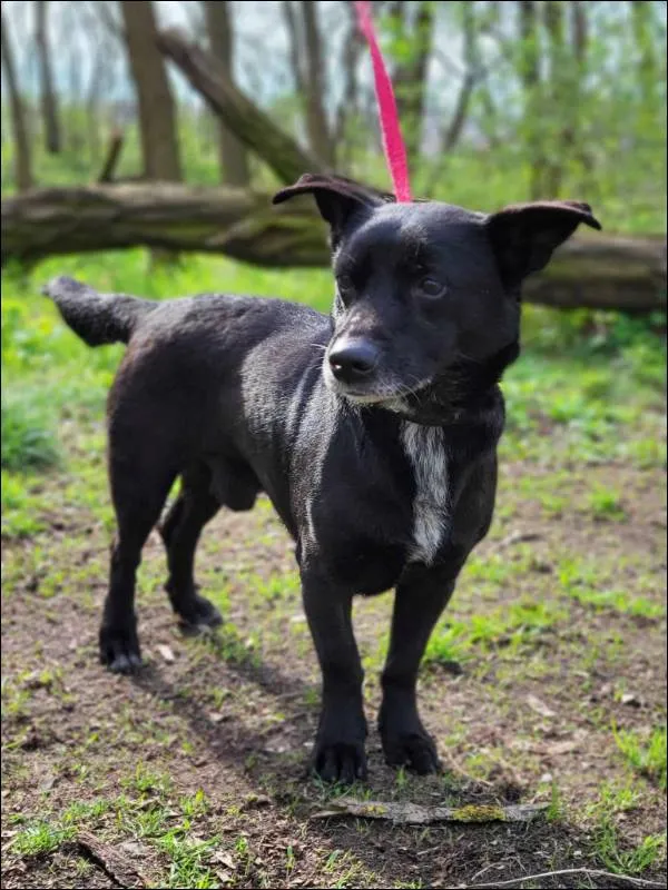 Znaleziono psa, Grudziądz, 14 lutego 2024