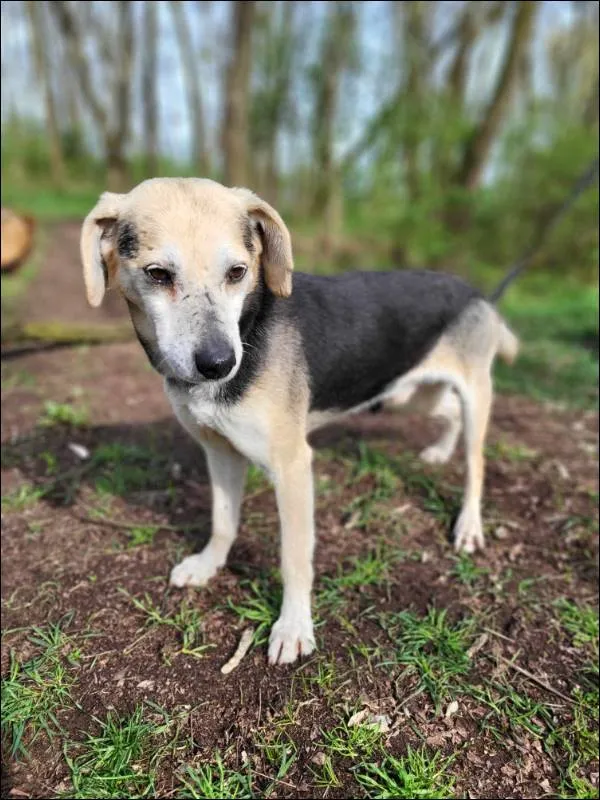 Znaleziono psa, Grudziądz, 4 marca 2024