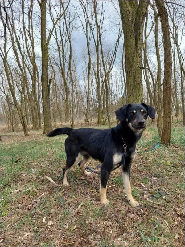 Znaleziono psa, Grudziądz, 22 listopada 2021