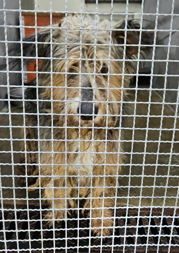 Znaleziono psa, Lublin, 6 kwietnia 2024