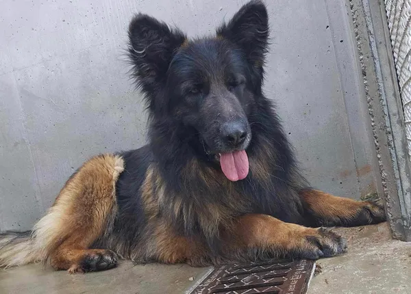 Znaleziono psa, Lublin, 10 kwietnia 2024