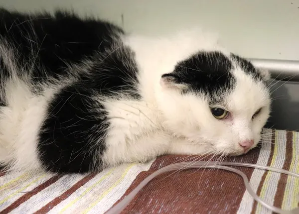 Znaleziono kota, Łódź, 7 kwietnia 2024