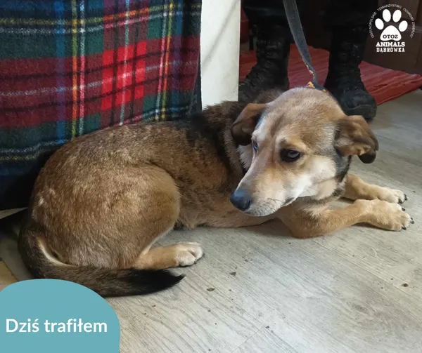 Znaleziono psa, Dąbrówka, 6 kwietnia 2024 (2/2)