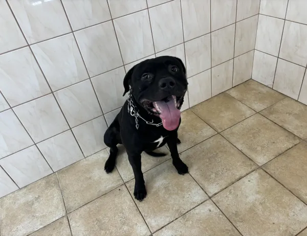 Znaleziono psa, Świdnica, 7 kwietnia 2024