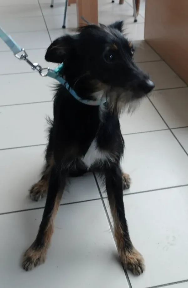 Znaleziono psa, Gdańsk, 8 kwietnia 2024