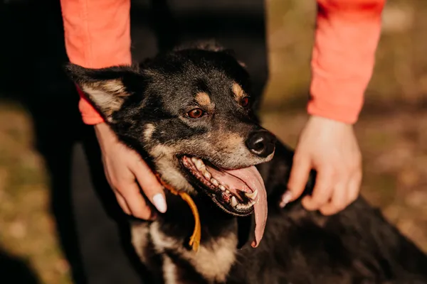 Pies do adopcji, Czartki, 15 marca 2024 (1/5)