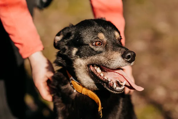 Pies do adopcji, Czartki, 15 marca 2024 (2/5)