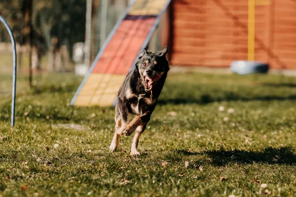 Pies do adopcji, Czartki, 15 marca 2024 (3/5)