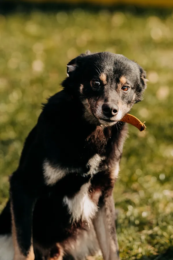 Pies do adopcji, Czartki, 15 marca 2024 (5/5)