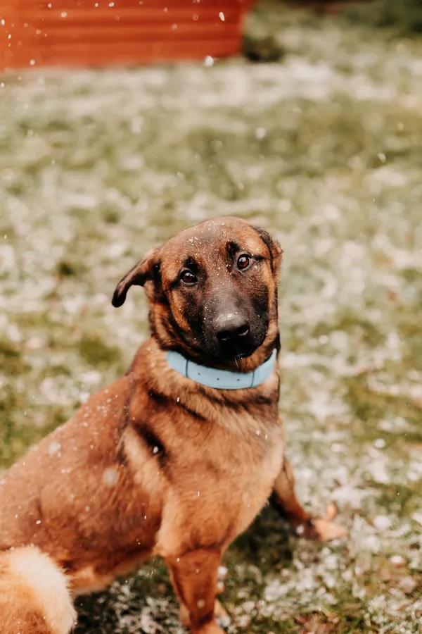 Pies do adopcji, Czartki, 8 kwietnia 2024 (1/5)