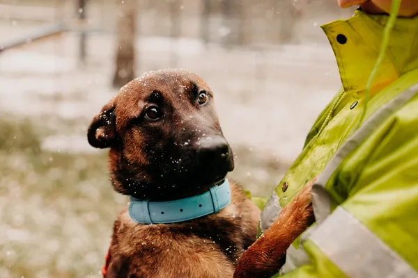 Pies do adopcji, Czartki, 8 kwietnia 2024 (4/5)