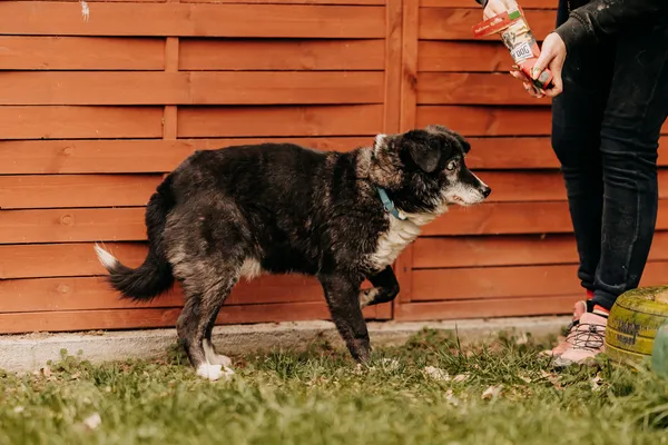 Pies do adopcji, Czartki, 8 kwietnia 2024 (2/5)