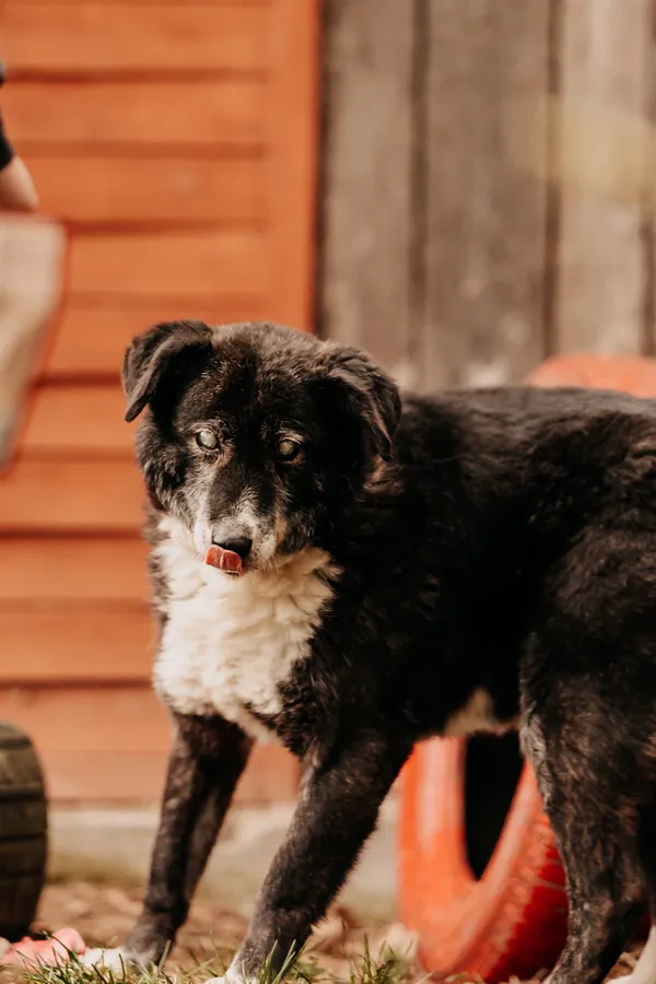 Pies do adopcji, Czartki, 8 kwietnia 2024 (3/5)