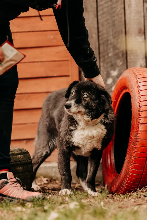 Pies do adopcji, Czartki, 8 kwietnia 2024 (4/5)