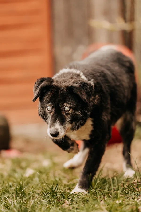 Pies do adopcji, Czartki, 8 kwietnia 2024 (5/5)