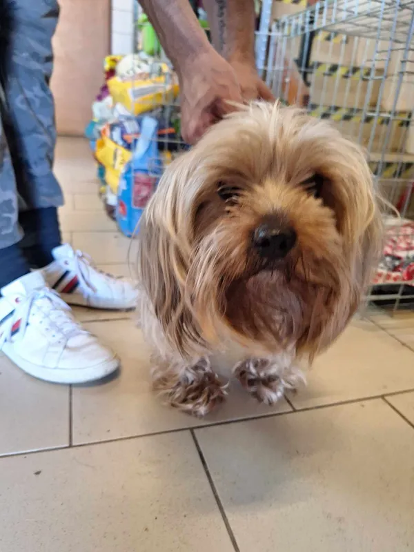 Pies do adopcji, Orzechowce, 8 kwietnia 2024 (1/3)