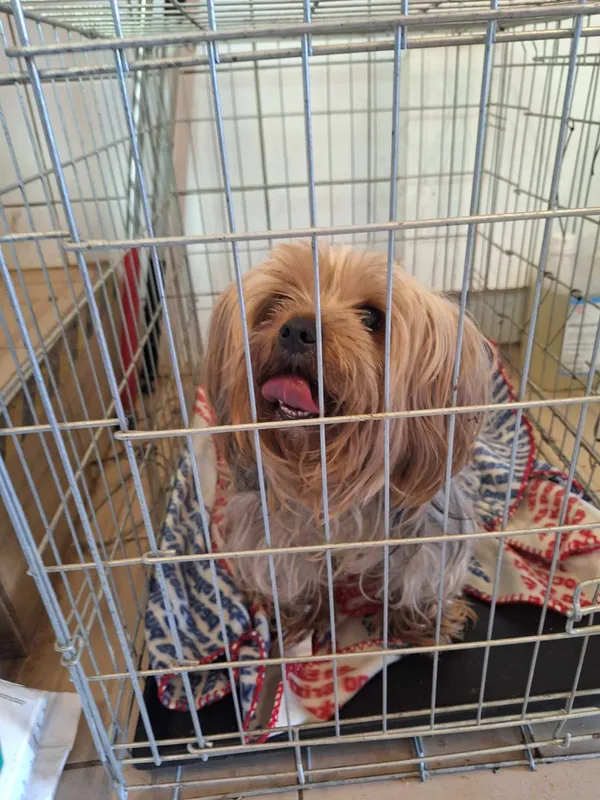 Pies do adopcji, Orzechowce, 8 kwietnia 2024 (2/3)